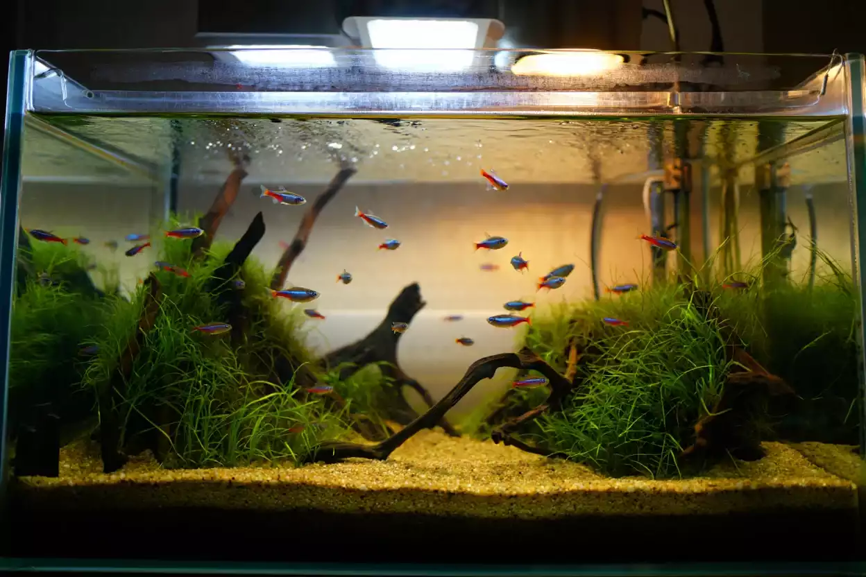 Aquarium de 100 litres parfaitement aménagé pour poissons néons, avec plantes, racines et espace de nage.