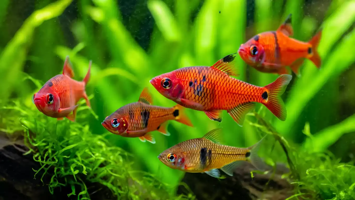 banc de barbus cerise dans un aquarium