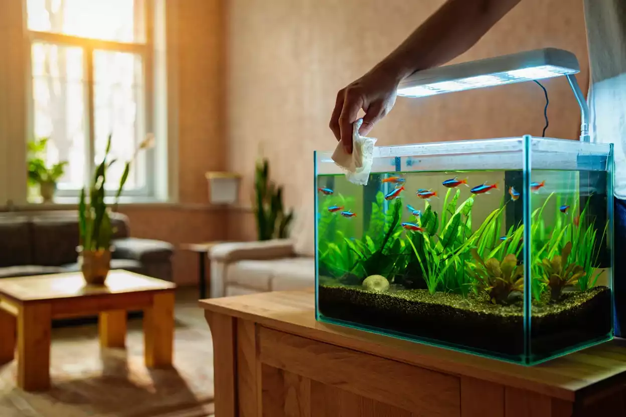 Entretien discret d’un aquarium dans un salon lumineux, sans appareil visible, avec plantes aquatiques et poissons tropicaux.