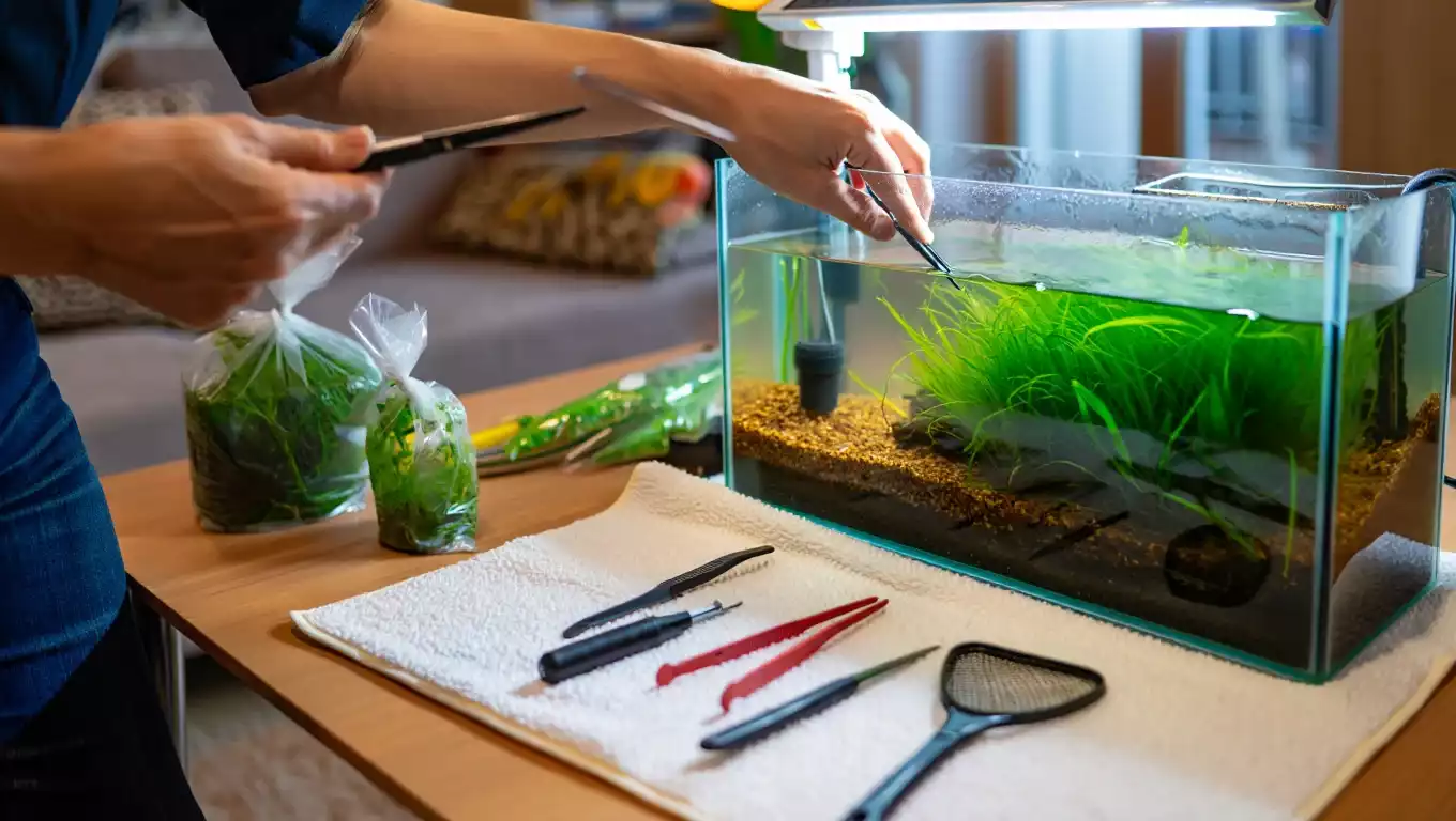 Aquariophile débutant en train de planter un aquarium avec des plantes faciles