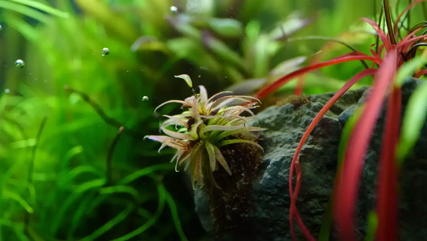 Plantes d’aquarium faciles à entretenir : Anubias et Cryptocoryne en gros plan