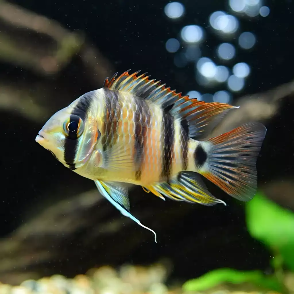 poisson ramirezi