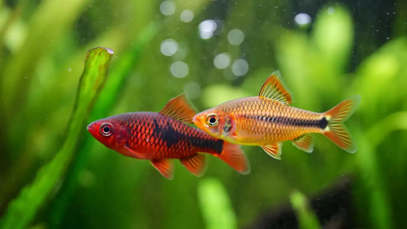 Mâle et femelle Barbus Cerise (Puntius titteya) nageant côte à côte dans un aquarium planté, illustrant leur dimorphisme sexuel et leur comportement social naturel.