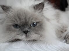 4 bonnes raisons de choisir un Himalayen comme compagnon félin