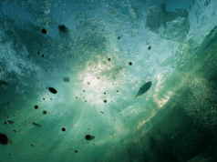 Des robots comestibles pour surveiller les eaux : l’incroyable invention de l’EPFL