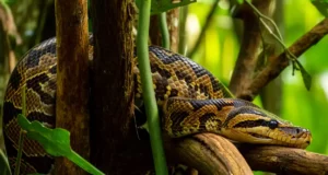 Un agriculteur retrouvé mort… dans le ventre d’un python de 8 mètres à Majapahit : récit d’une tragédie hors du commun