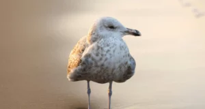 Mouette mélanocéphale : une migration record suivie en Europe