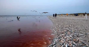 Australie : l’algue tueuse étouffe 450 espèces marines