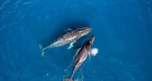 Pourquoi les baleines et autres animaux marins ont-ils une vie si longue? Maintenant, la science l’expose