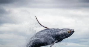 Mayotte : le grand retour des baleines à bosse jusqu’en novembre