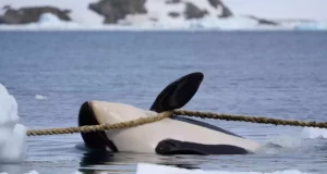 Un bébé orque piégé par une corde en Russie : symbole du danger des déchets marins