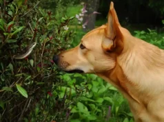 Serpent dans le jardin ? Les comportements-clés chez votre chien à ne pas sous-estimer