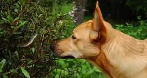 Serpent dans le jardin ? Les comportements-clés chez votre chien à ne pas sous-estimer
