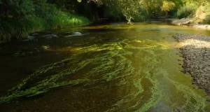 Tourisme en péril : la vague toxique qui bouleverse la Dordogne et ses communes