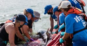 Sur la trace des dauphins et phoques échoués : ce que révèlent les analyses sur nos plages