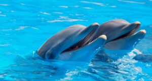 Incroyable : L’IA permet enfin de parler avec les dauphins et les chiens !