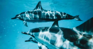 Tourisme et cétacés : comment concilier émerveillement et protection ?