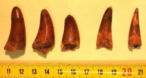 Des dents de dinosaures et de crocodiles saisies à Menton : une découverte insolite agite la douane sur l’A8