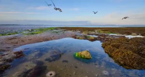 Rencontres sauvages : 4 animaux marins qui défient l’humain