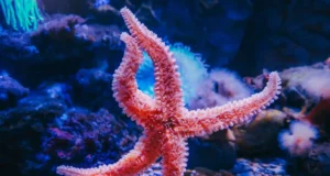 Les animaux marins insolites que vous pourrez croiser en France