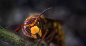 Piqûres de frelons asiatiques : danger immédiat, symptômes à repérer sans attendre et conseils pratiques