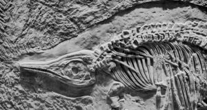 Une fillette de 11 ans découvre un monstre marin du Jurassique sous nos pieds !