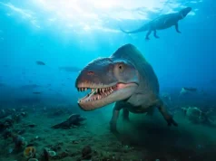 Maroc : un reptile marin préhistorique découvert en 2025