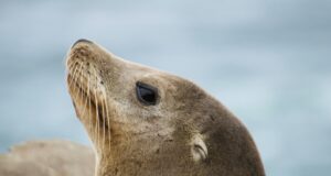 Rencontres singulières : les histoires surprenantes des animaux marins emblématiques