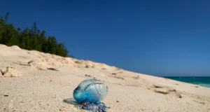 Biarritz et Anglet : baignade interdite à cause des physalies