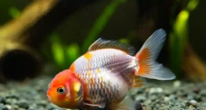 Le poisson perle et sa cachette insolite : quand la survie rime avec ingéniosité dans l’océan