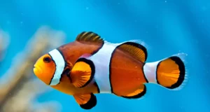 Incroyable mais vrai : le poisson-clown rapetisse pour survivre aux vagues de chaleur