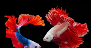 Pourquoi mon poisson combattant fait-il des bulles ? Découvrez le mystère des nids de bulles des Bettas !