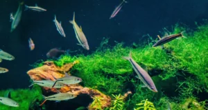 Comment rendre vos poissons tétra vraiment heureux en aquarium ?