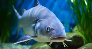 Le silure : la fin du no-kill pour le géant des rivières françaises ?