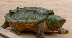 Tortue alligator : ce prédateur géant menace-t-il l’Europe ?