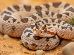 La vipère à cornes : le prédateur mystérieux qui règne sur les sables brûlants