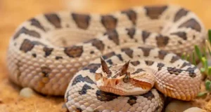 La vipère à cornes : le prédateur mystérieux qui règne sur les sables brûlants