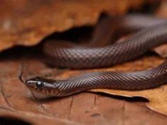 Le plus petit serpent du monde refait surface à la Barbade : une redécouverte qui intrigue