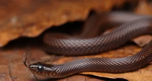 Le plus petit serpent du monde refait surface à la Barbade : une redécouverte qui intrigue