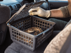 Un python royal saisi au Tessin : le contrôle douanier qui fait sensation à la frontière