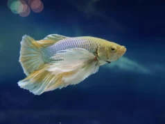 Découvrez l’anatomie et les secrets du Betta Splendens!