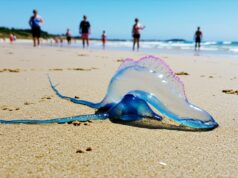 Physalie : ses dangers cachés sur nos plages et comment s’en protéger