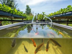 Aquaponie : trucs et astuces pour un système domestique équilibré