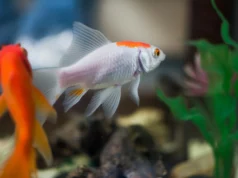 Aquariophilie à Saint-Chamond : immersion dans un monde aquatique animé et solidaire