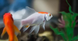 Aquariophilie à Saint-Chamond : immersion dans un monde aquatique animé et solidaire