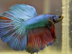 Choisir un aquarium adapté pour un poisson combattant (Betta Splendens)
