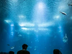 Comment l’aquarium de Vendée se mobilise pour protéger les espèces marines