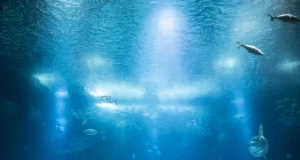 Comment l’aquarium de Vendée se mobilise pour protéger les espèces marines