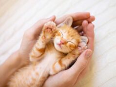 Souscrire à une assurance pour chat : ce qu’il faut savoir !