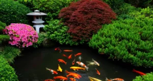 La carpe koï à La Réunion : découvrez le poisson qui vaut plus qu’une voiture !